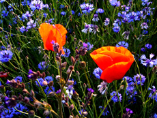 Behandlung von Allergien - Ordination Haut im Zentrum - Eisenstadt